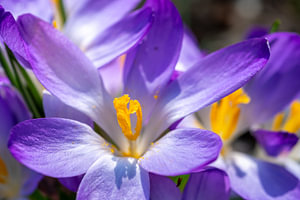 Blütenstempel eines lila Krokus im Frühling, Makro