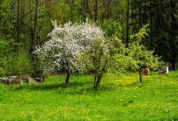 Landschap in de lente met een bloeiende boom van ManfredFotos