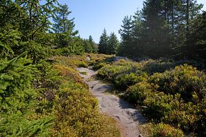 Wandern an den Hohneklippen im Harz