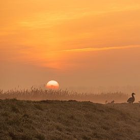 Familie ganzen in het gouden ochtendlicht bij opkomende zon van Bram Lubbers