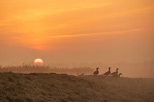 Eine Familie von Gänsen im goldenen Morgenlicht bei Sonnenaufgang