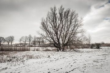 Winters landschap met een grote kale boom van Ruud Morijn