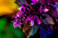 Colourful plant