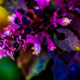 Colourful plant by Roel Verver