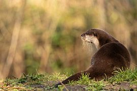 Otter portrait with Autumn background