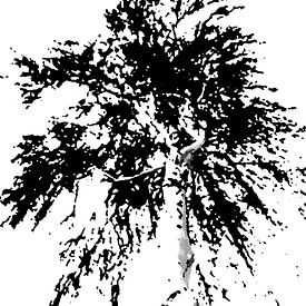 bouleau artistique en hiver en noir et blanc sur Jan Fritz