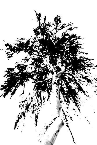 artistieke berk in de winter in zwartwit