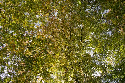 een hemel van bladeren