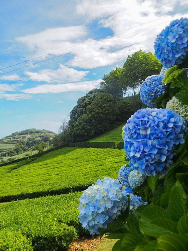Teeplantage auf den Azoren