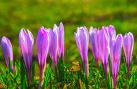Krokussen op een groene weide