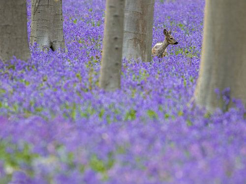 What is it that rustles through the wood ?