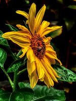 A la recherche de pollen