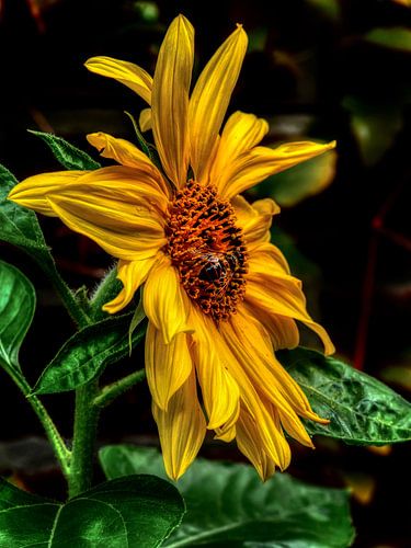 Op zoek naar stuifmeel