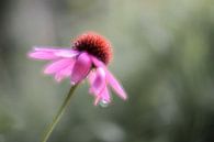 Echinecea purpurea van Tania Perneel thumbnail