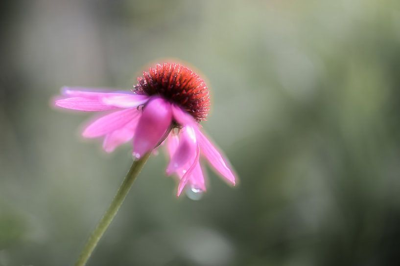 Echinecea purpurea by Tania Perneel
