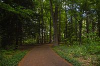 Mysterious path leading to...?