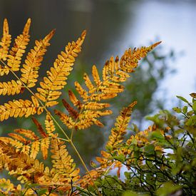 Kleur van de herfst van Johanna Kool