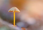 Ein einsamer Pilz,  Gelborangemilchender Helmling von Horst Husheer Miniaturansicht