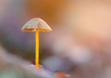 Een eenzame paddenstoel, geel-oranje melkachtige helminth van Horst Husheer