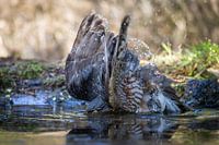 Sparrowhawk diving