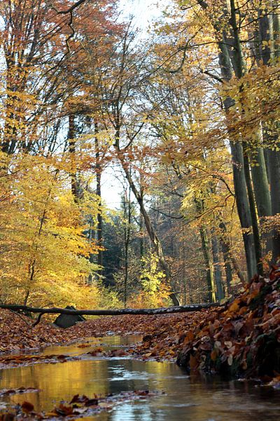 Bäume in Herbstfarben. von Ingrid Meuleman