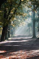 Mist in het zeister bos