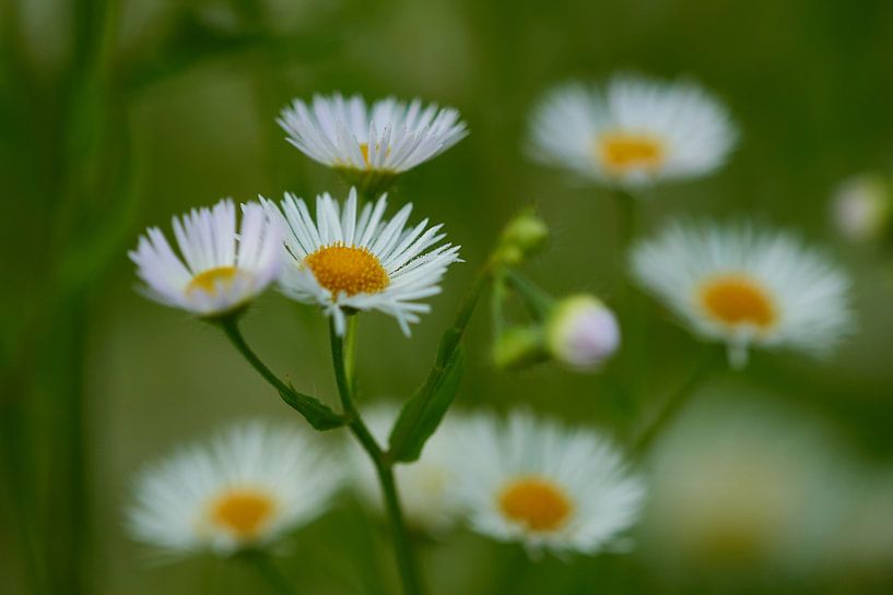 Einjähriger Feinstrahl von Karin Jähne