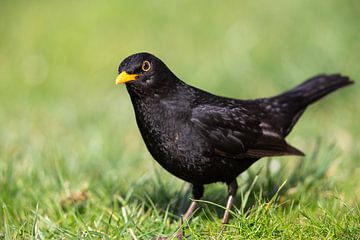 Amsel (Turdus merula)