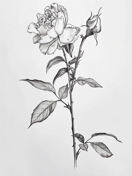 Rose by haroulita
