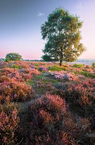L'heure d'or de Veluwe