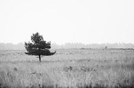 Peace and Serenity van Linda Hutten thumbnail