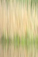 Four seasons: Lente