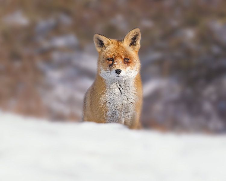 Fuchs im Schnee von Patrick van Bakkum