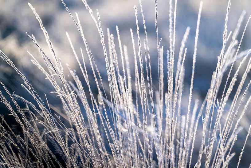 IJskristallen op Gras Bevroren Elegantie in Detail Gras van Femke Ketelaar