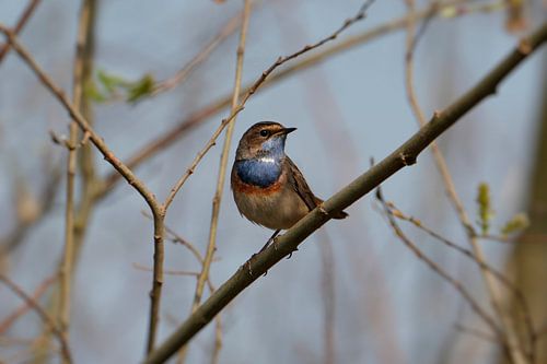 witsterblauwborst op tak