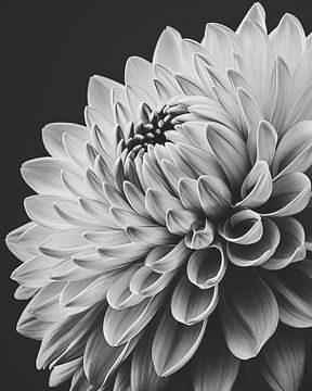 Close up flower in black and white by Thea