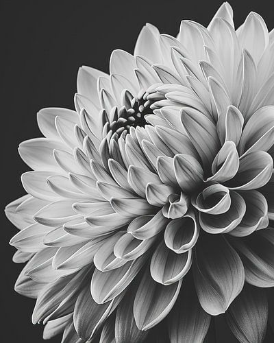 Fleur en gros plan en noir et blanc
