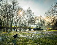 Waterhoentje in het park