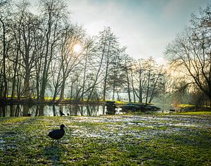 Waterhoentje in het park van Zehava Perez