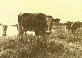 Koeien by Jeroen ten Caat