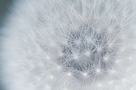 Paardenbloem / close-up van Photography art by Sacha thumbnail