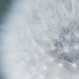 Dandelion / close-up by Photography art by Sacha