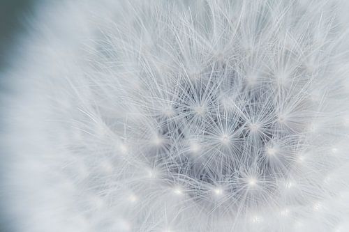 Paardenbloem / close-up