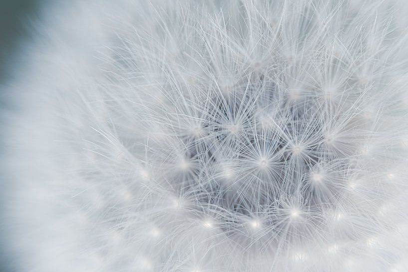 Paardenbloem / close-up van Photography art by Sacha