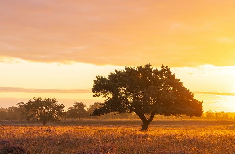 Most beautiful tree in drenthe in the sunlight during sunrise - Dwingelderveld (Netherlands) by Marcel Kerdijk