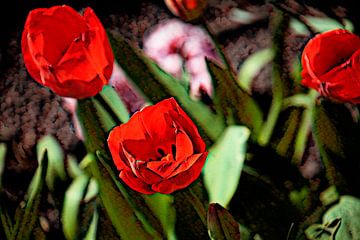 Rode tulpen in het bed van Petra Dreiling-Schewe