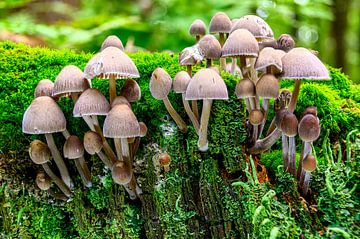 Horizontale opname van paddenstoelen op het oppervlak van bemost hout van Andreas Völkel