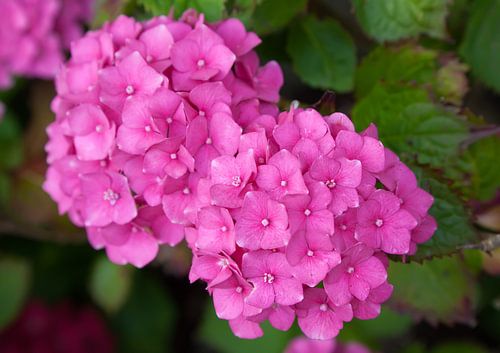 hydrangea flowers