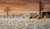 Zonsondergang met de schaapjes en de sneeuw par Edward Sarkisian Aperçu