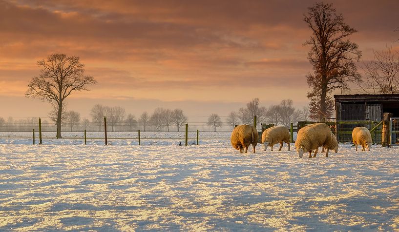 Zonsondergang met de schaapjes en de sneeuw par Edward Sarkisian